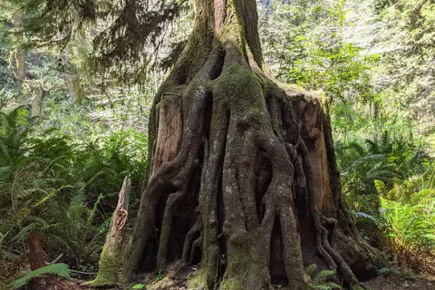 Russian Gulch State Park