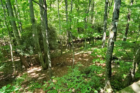 Blue Bear Mountain Camp