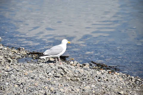 Tagish Lake Campground