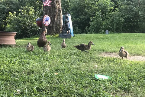 Little Bear Island Campground