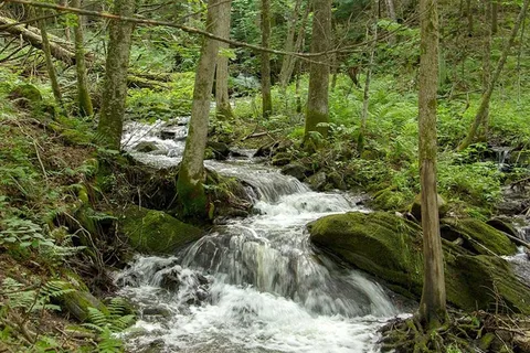 Limehurst Lake Campground