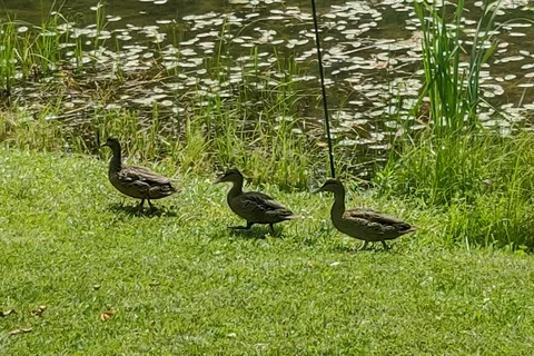 Limehurst Lake Campground