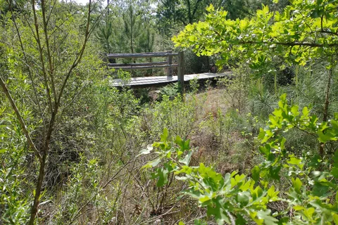 Bastrop State Park