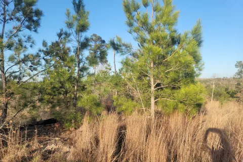 Bastrop State Park