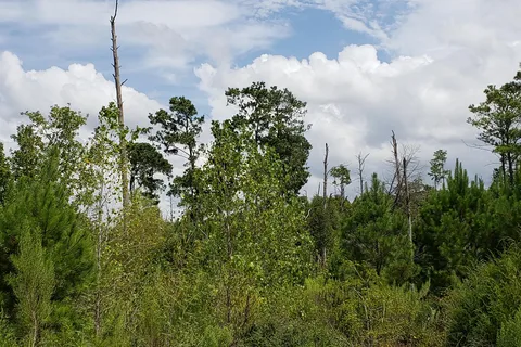 Bastrop State Park