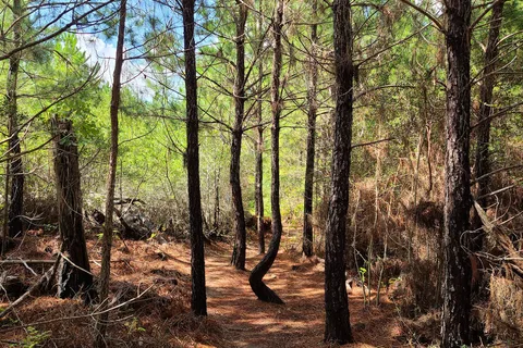 Bastrop State Park