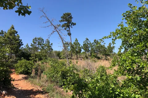Bastrop State Park