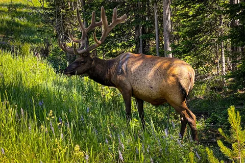 Signal Mountain Campground - Grand Teton National Park