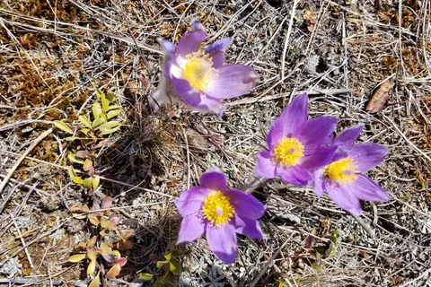 Wolf Creek Campground and Recreation Site
