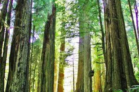Ramblin' Redwoods Campground and RV Park