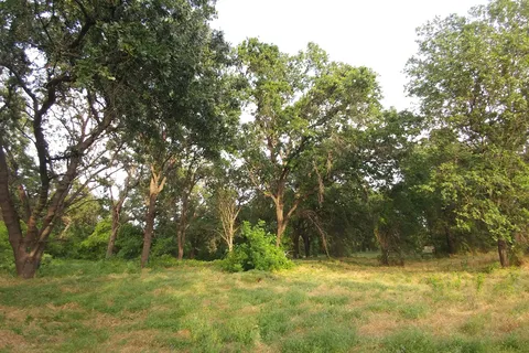 Woodson Bridge State Recreational Area