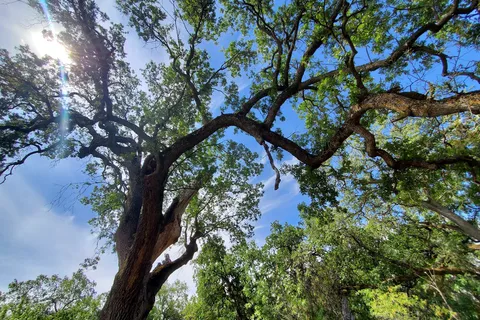Woodson Bridge State Recreational Area