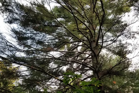 Pine Camp - Sand Ridge State Forest