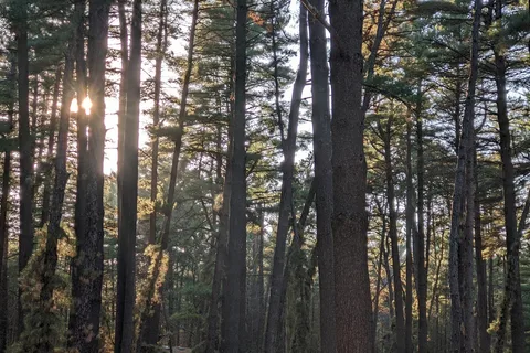 Pine Camp - Sand Ridge State Forest
