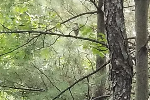 Pine Camp - Sand Ridge State Forest