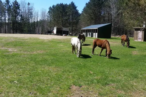 Huntersville State Forest - Shell City Horse Camp