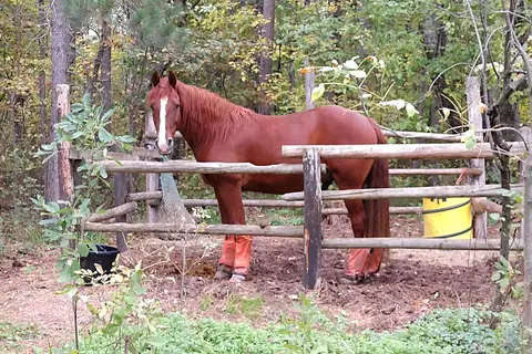 Huntersville State Forest - Shell City Horse Camp