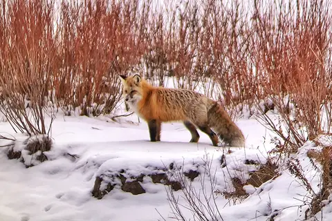 Pebble Creek - Yellowstone National Park