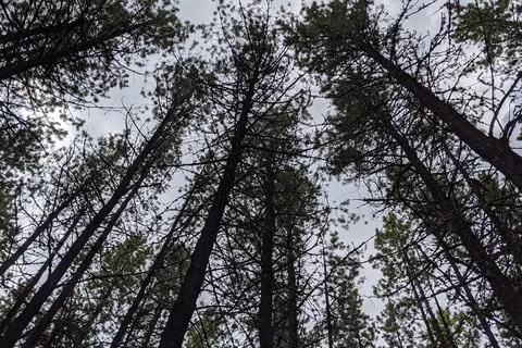 West Canal - Brazeau Reservoir Provincial Recreational Area