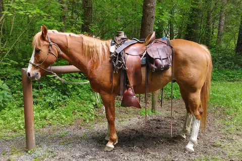 Sahara Creek Horse Camp - Department of Natural Resources