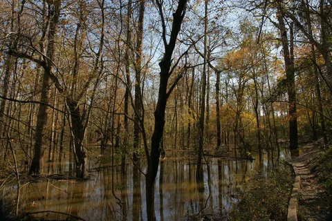 Cliffs Of The Neuse State Park