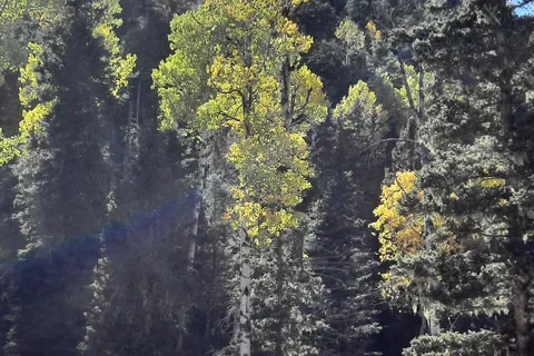 Terrerro - Pecos Canyon State Park