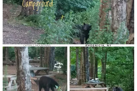 Phoenicia Black Bear Campground and RV Park
