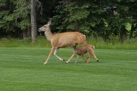 Coyote Creek Golf and RV Resort