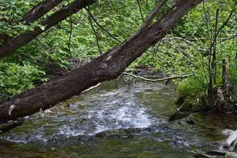 Camping Causapscal chez Moose