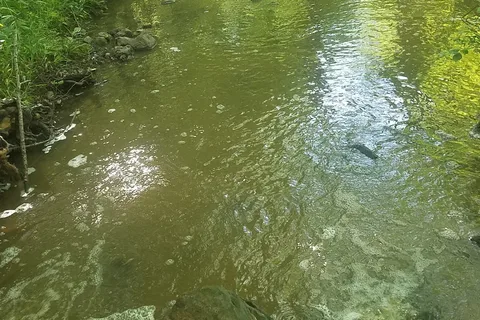 Woodsmoke Campground