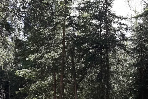 Williamson Provincial Park and Campground