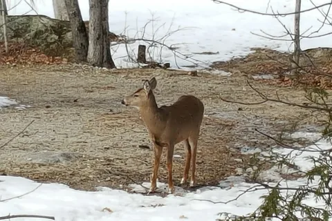 Abol Bridge Campground and Store