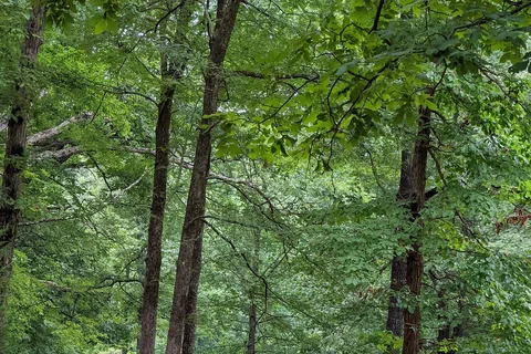 Lake Poinsett State Park
