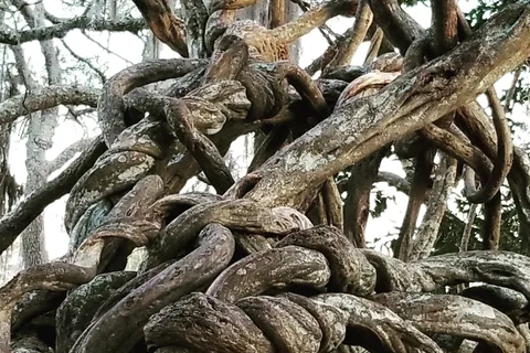 Reed Bingham State Park