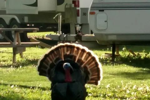 Rykens RV Park