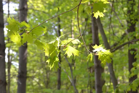 Wesley Clover Park Campground