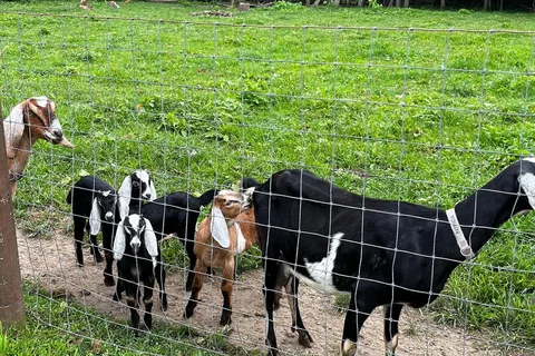 Chaffield Farm Estates