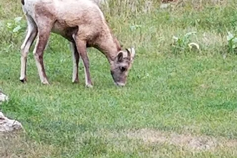 French Creek Horse Camp - Custer State Park