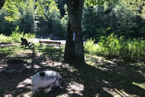 Butternut Grove Campsites