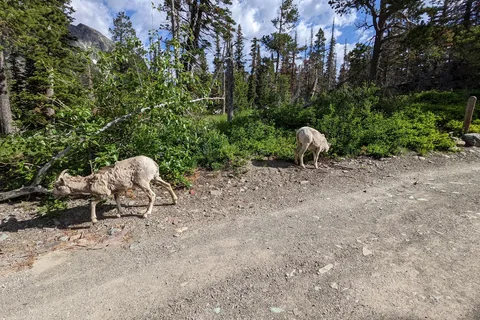 Two Medicine Campground - Glacier National Park