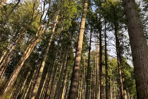Ainsworth State Park