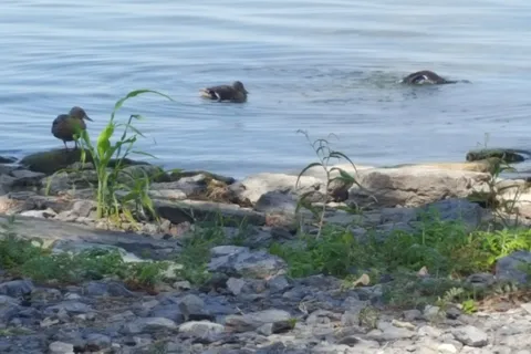 Thousand Islands - Long Point State Park