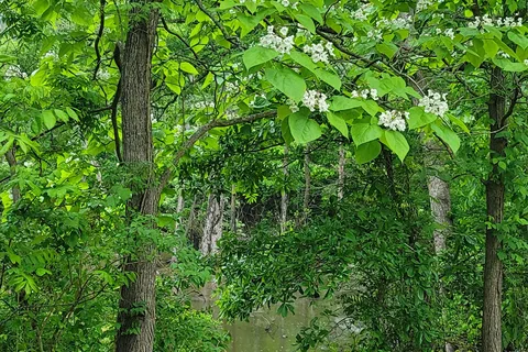 Osage Campground and More