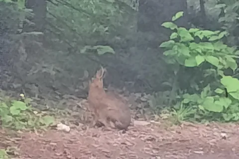 Baie aux Rats Musques - Frontenac Provincial Park