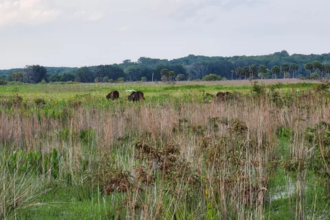 Puc Buggy - Paynes Prairie Preserve State Park