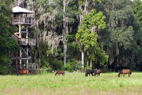 Puc Buggy - Paynes Prairie Preserve State Park