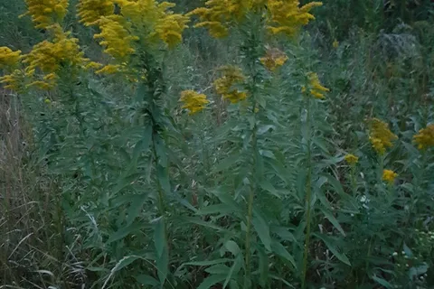 Fisher Grove State Park