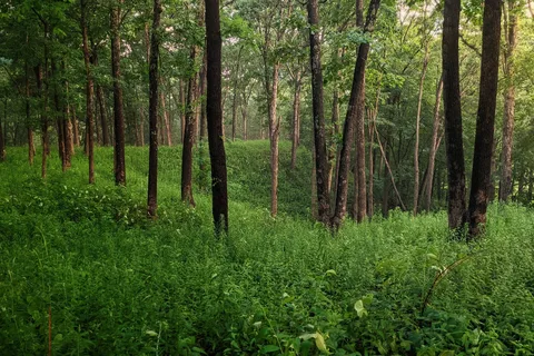 White Oak - Ramsey Lake State Recreation Area