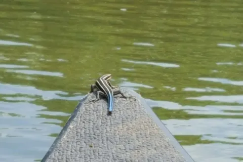 Shoal Creek Canoe Run