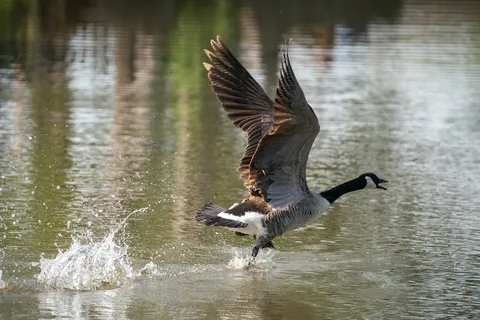 Fox River Recreation